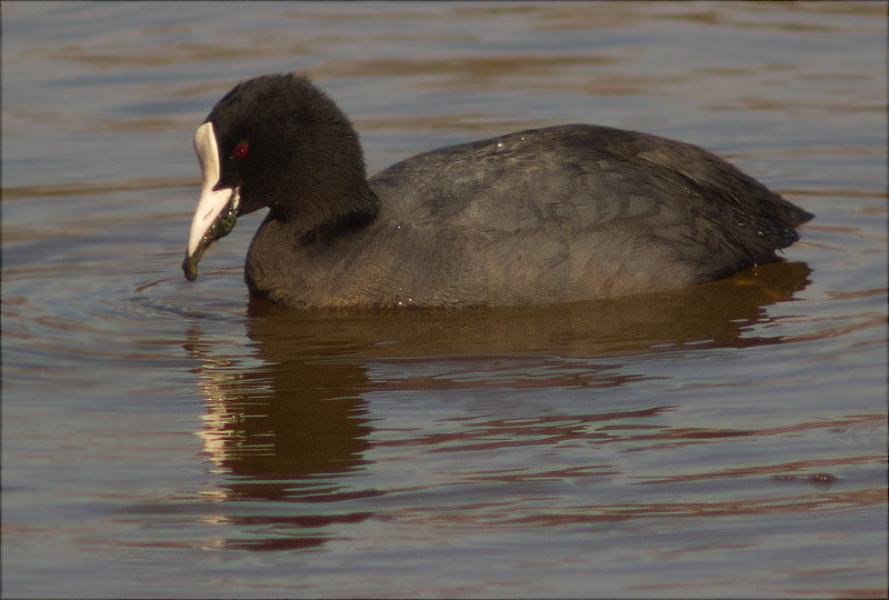 Fotja (Fulica atra)