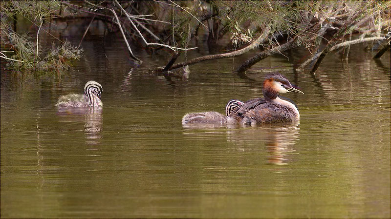 Família de Cabussó emplomallat (Podiceps cristatus)