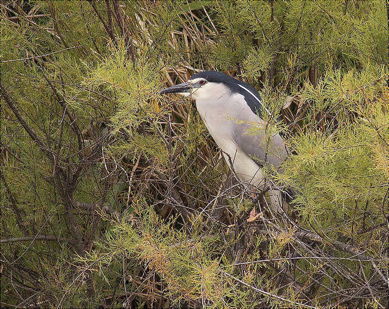 Martinet de nit (Nycticorax nycticorax)