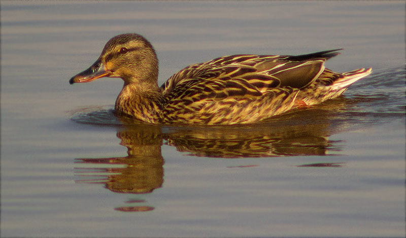 Femella d'Ànec collverd (Anas platyrhynchos)