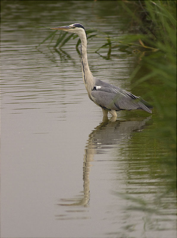 Bernat pescaire (Ardea cinerea)