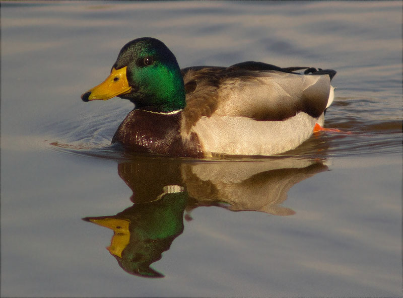 Mascle d'Ànec collverd (Anas platyrhynchos)