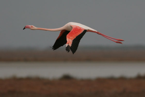 Flamenc.phoenicopterus ruber.