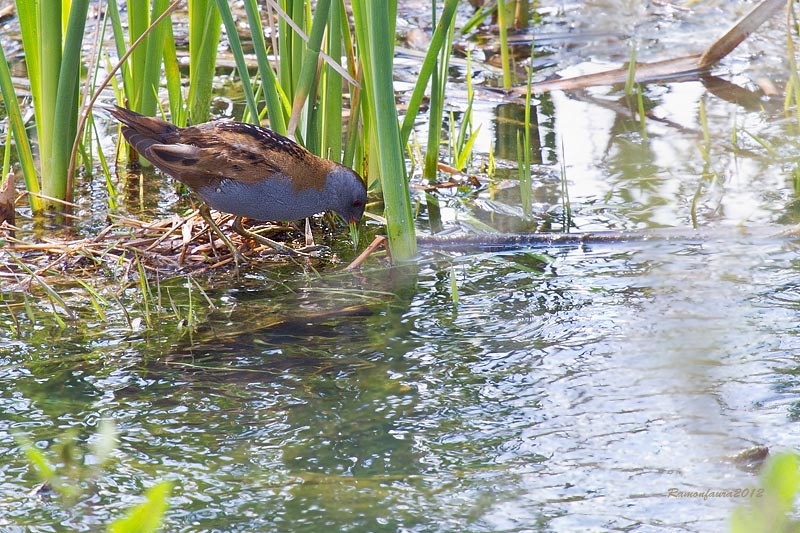 Visitants molt  poc frequents al PNAE: Rascletó