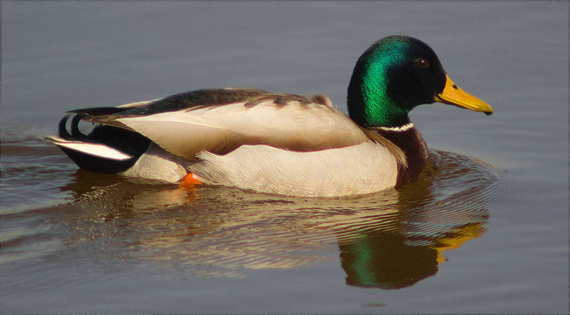 Mascle d'Ànec collverd (Anas platyrhynchos)