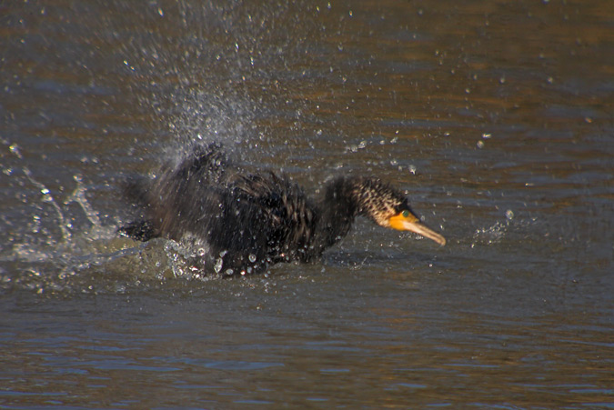 Corb marí gros (Phalacrocorax carbo) 1de2