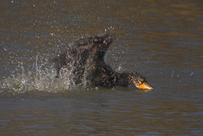 Corb marí gros (Phalacrocorax carbo) 2de2