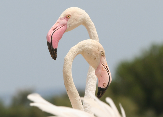 Flamencos (Phoenicopteridae)