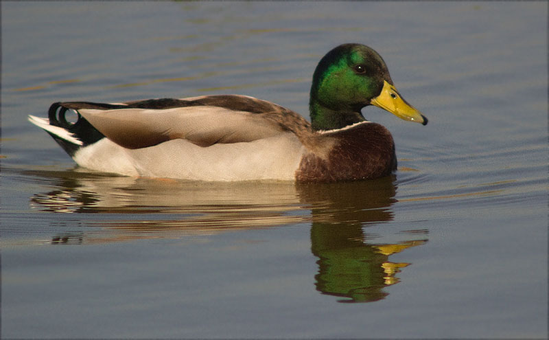 Mascle d'Ànec collverd (Anas platyrhynchos)