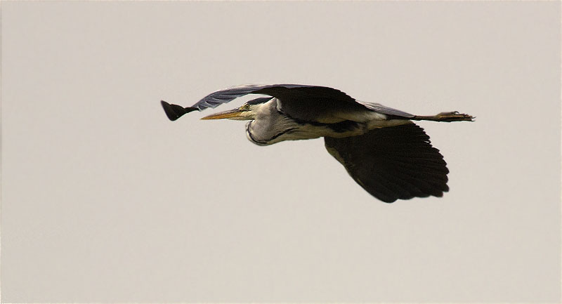 Bernat pescaire (Ardea cinerea)