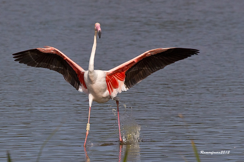 Visitants de Pas al PNAE:Flamenc