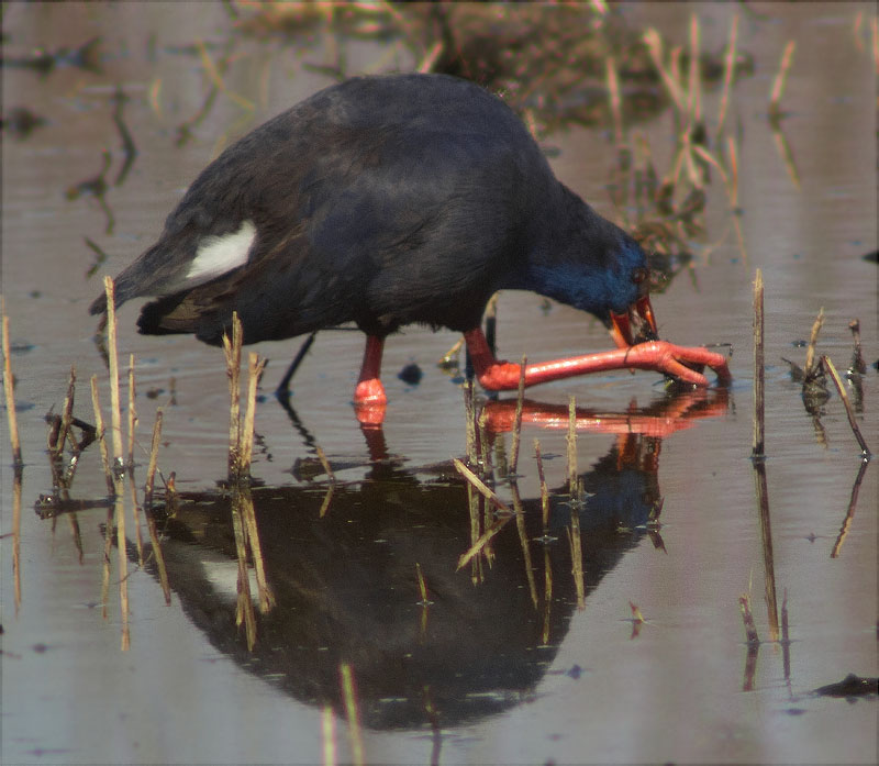 Polla blava (Porphyrio porphyrio)