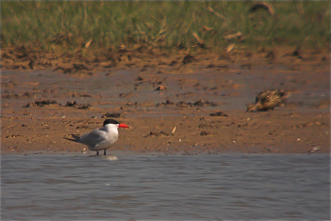 Xatrac gros ( Sterna caspia )