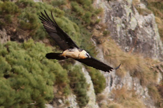 Trencalós. gypaetus barbatus