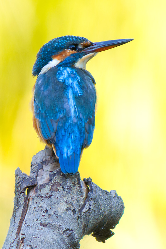 Blauet (Alcedo Atthis)