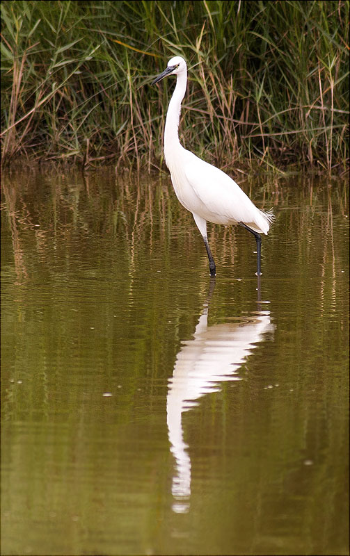 Martinet blanc (Egretta garzetta)