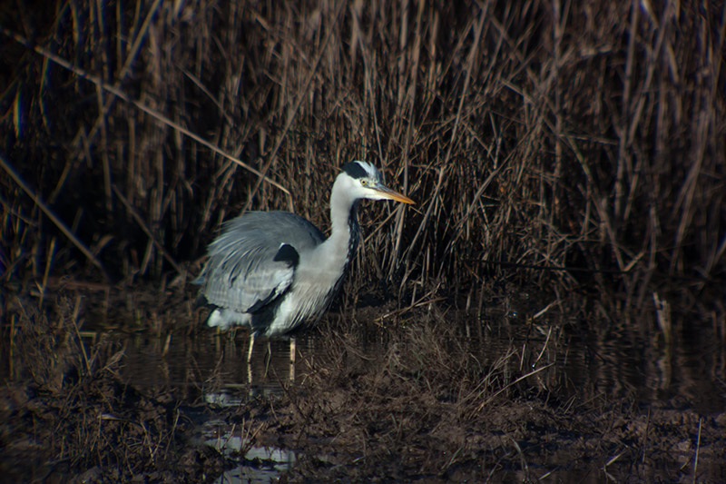 Bernat pescaire (Ardea cinerea)