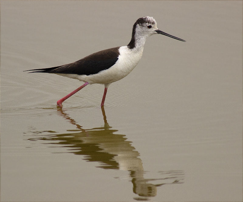 Cames llargues (Himantopus himantopus)