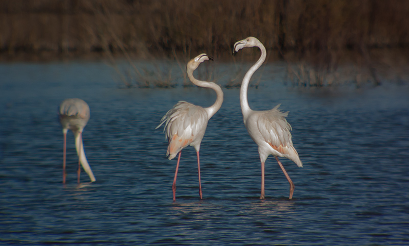 Flamenc (Phoenicopterus ruber)