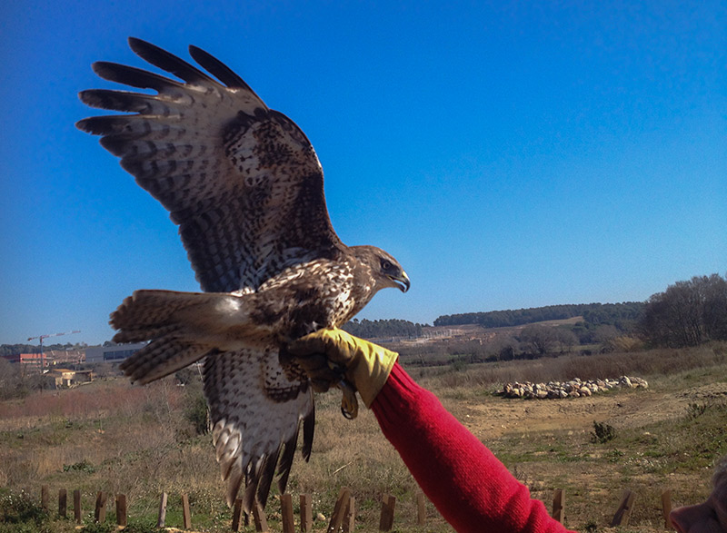 Aligot comú (Buteo buteo)