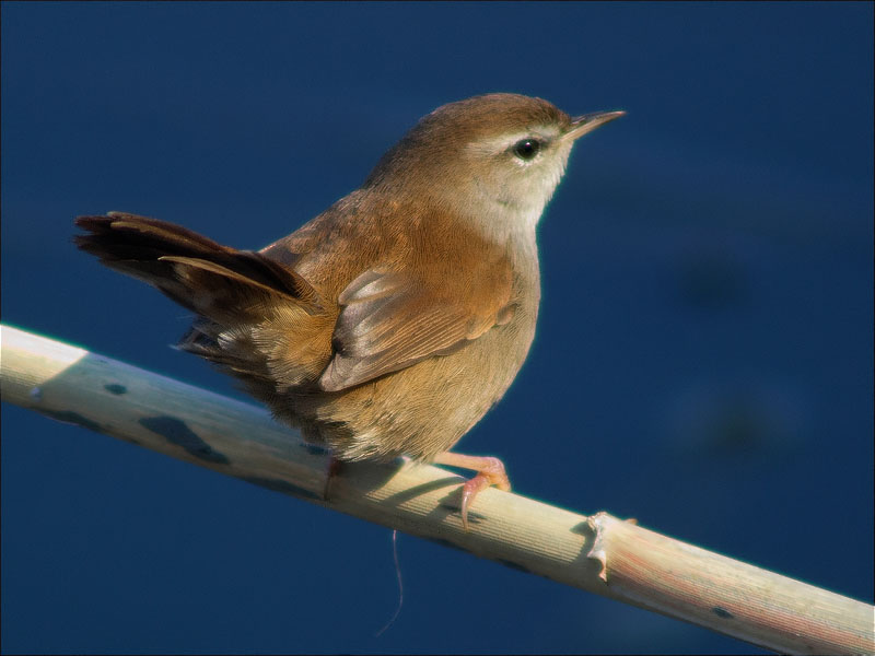 Rossinyol bastard (Cettia cetti)