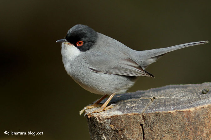 Tallarol capnegre. Sylvia melanocephala