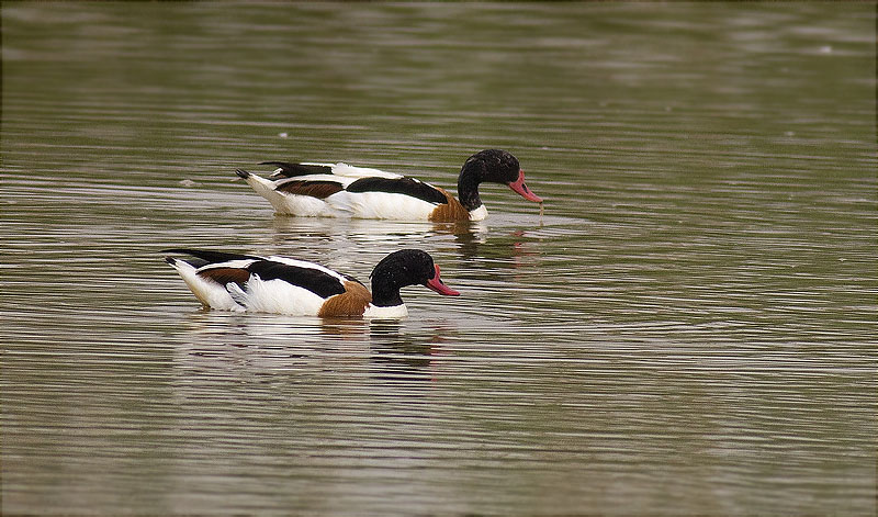 Ànec blanc (Tadorna tadorna)