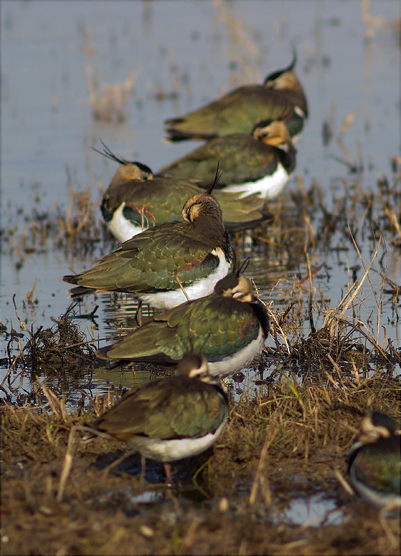 Fredeluga (Vanellus vanellus)