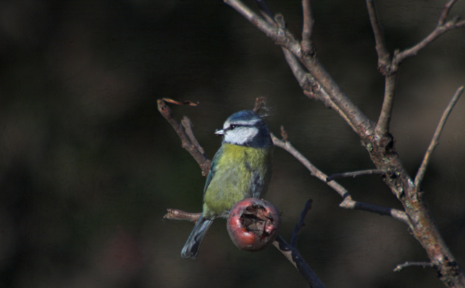 Mallerenga blava ( Parus caeruleus ) 1de2