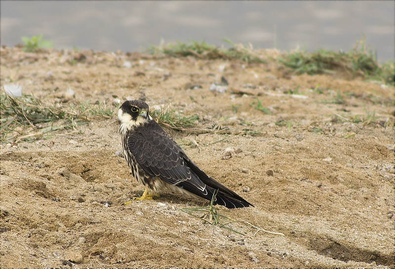 Falcó mostatxut (Falco subbuteo)