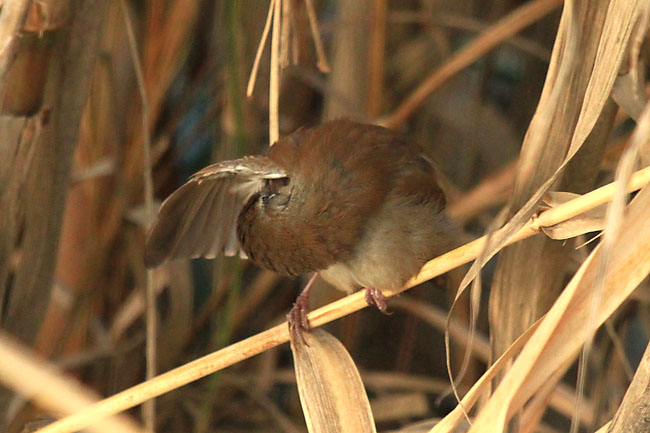 Rossinyol bord II(Cettia cetti)