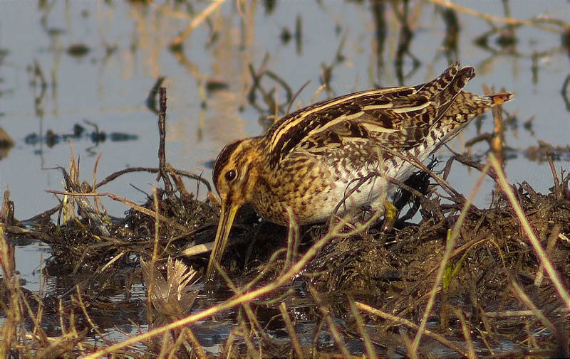 Becadell comú (Gallinago gallinago)