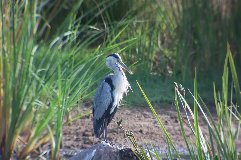 Bernat pescaire (Ardea Cinerea)