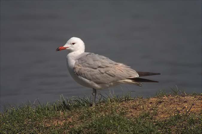 Gavina corsa (Larus audouinii)