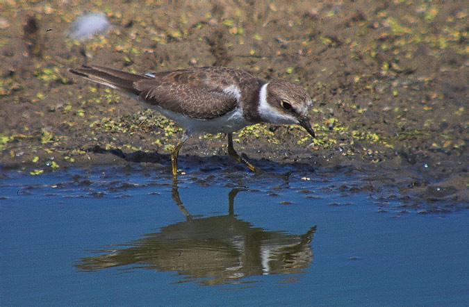 Corriol petit (Charadrius dubius)