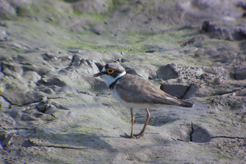 Corriol petit (Charadrius dubius)