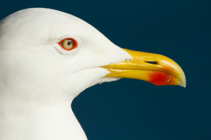 Gavià argentat (Larus michahellis)