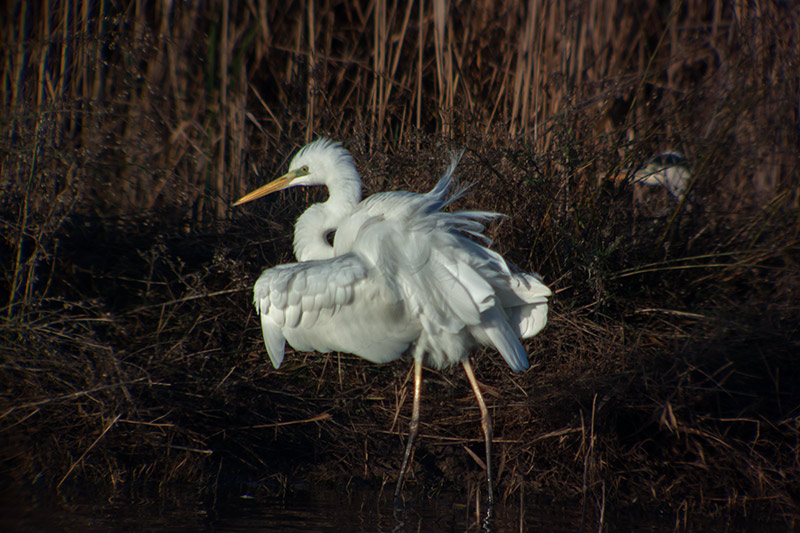 Agró blanc (Ardea alba)