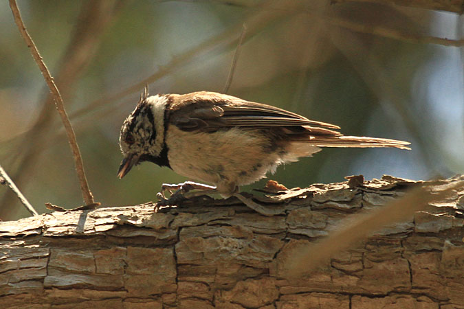 Mallerenga emplomallada (Parus cristatus)