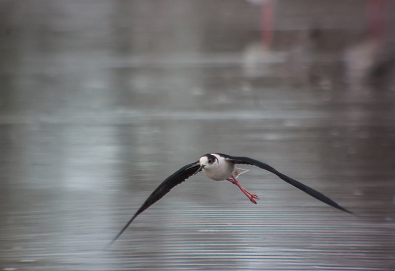 Cames llargues (Himantopus himatopus)