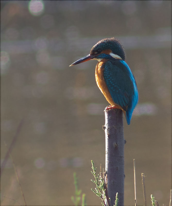 Blauet (Alcedo atthis)