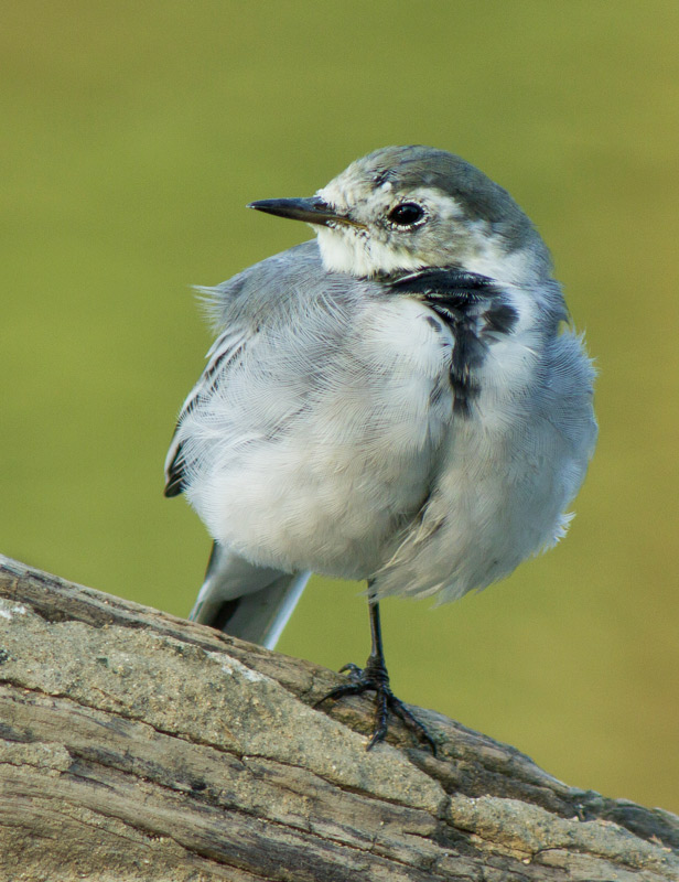 Cuereta blanca vulgar (Motacilla alba)