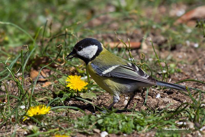 Ocells de la Garrotxa:Mallerenga Carbonera