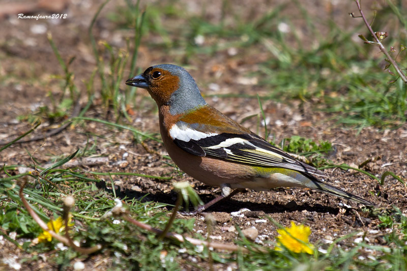 Ocells de la Garrotxa:Pinsà