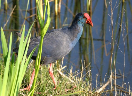 Polla Blava (Porphyrio porphyrio)