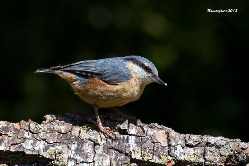 Ocells de la Garrotxa:Pica-soques Blau