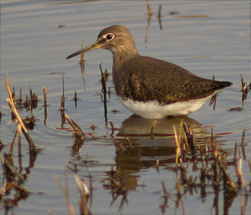 Xivita (Tringa ochropus)