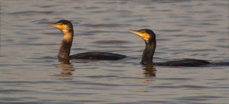 Corb marí gros (Phalacrocorax carbo)