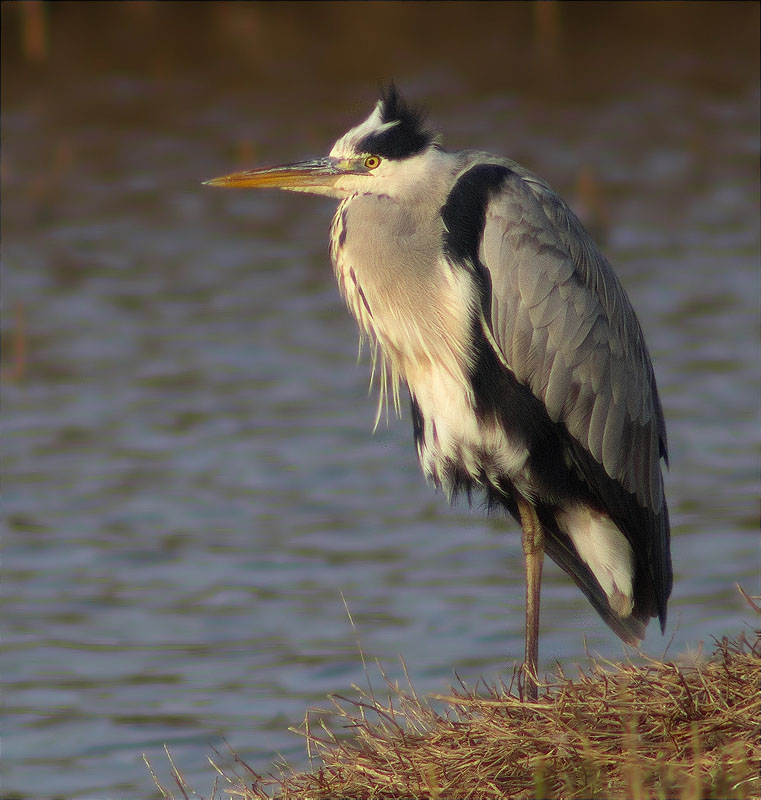 Bernat pescaire (Ardea cinerea)