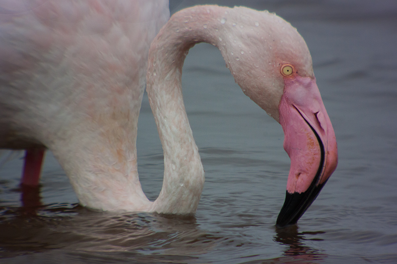 Flamenc (Phoenicopterus ruber)